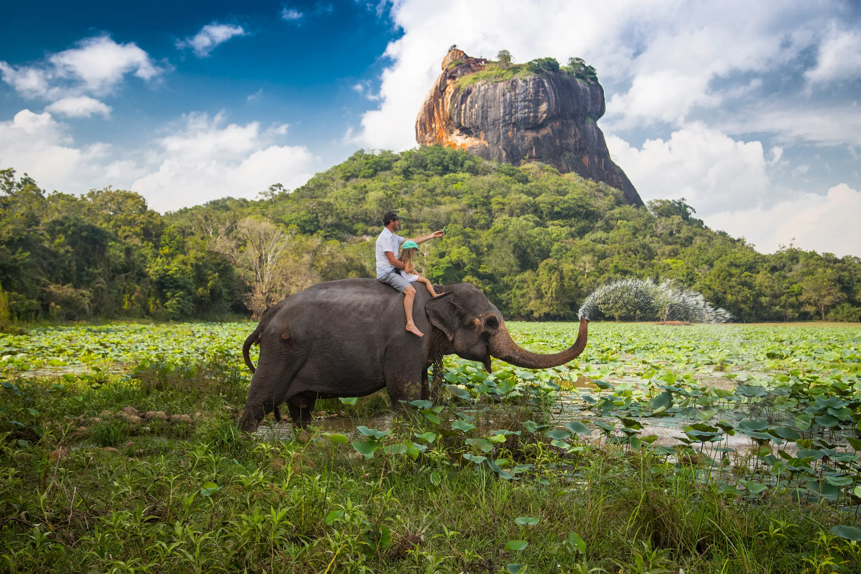 Olifant rijden door natuur